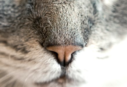 Macro Of Feline Nose photo