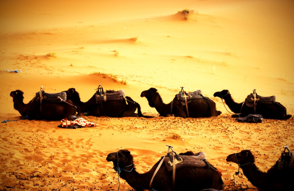 Sitting Camels In A Desert photo