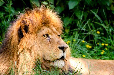African Lion photo