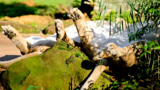 Sleeping Lions photo