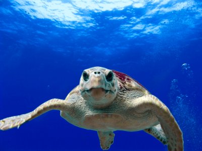 Gray And Green Turtle Swimming On Water photo