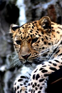 Focus Photography Of Black And Brown Leopard Sitting photo