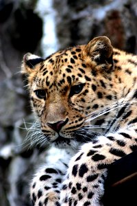 Focus Photography Of Black And Brown Leopard Sitting