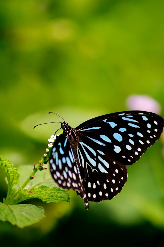 Close-up Of Butterfly