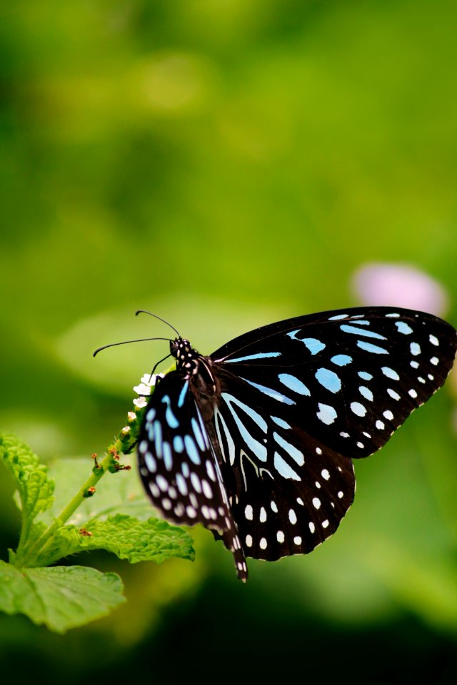 Close-up Of Butterfly photo