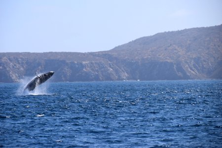 Jumping Whale