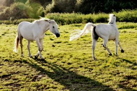 PUBLIC DOMAIN DEDICATION - Pixabay-Pexels Digionbew 15 15-08-16 White Horses LOW RES DSC0007 photo