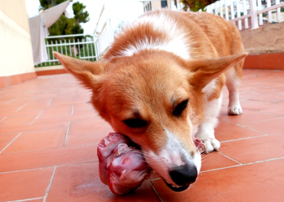 Carnivorous Monster