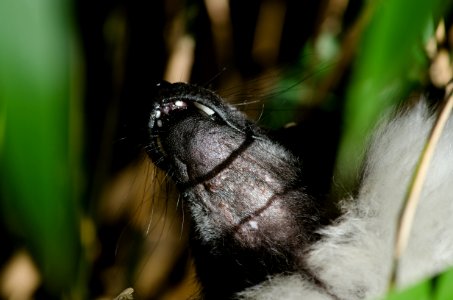 Black-and-white Ruffed Lemur photo