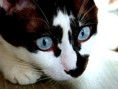 Windows To The Soul