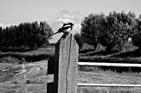 PUBLIC DOMAIN DEDICATION Pixabay-Pexels Digionbew 14 06-08-16 Magpie On Post LOW RES DSC08143 photo