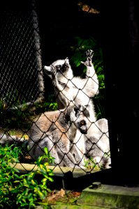 Lemurs - King Julien