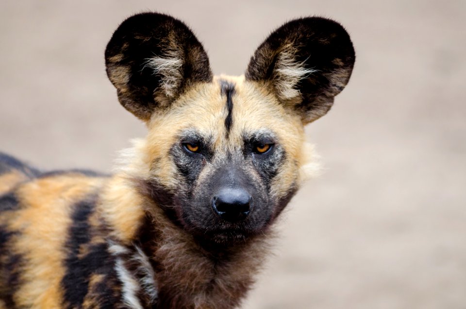 African Wild Dog photo