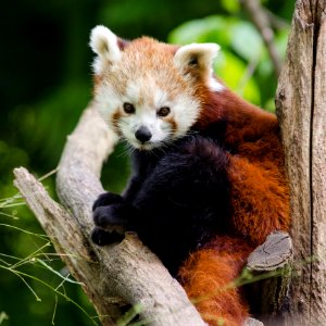 Red Panda photo