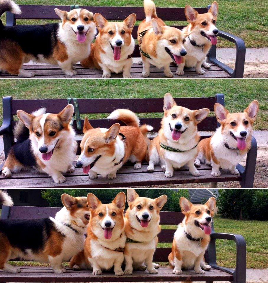 Go Go Corgi Rangers