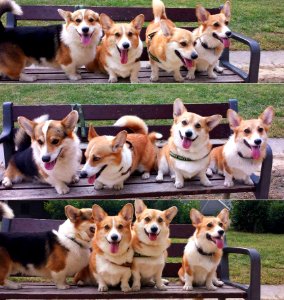 Go Go Corgi Rangers