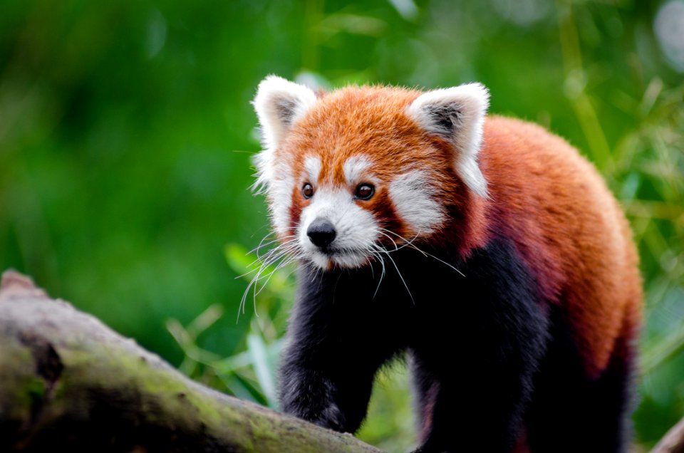 Red Panda On Brown Wood
