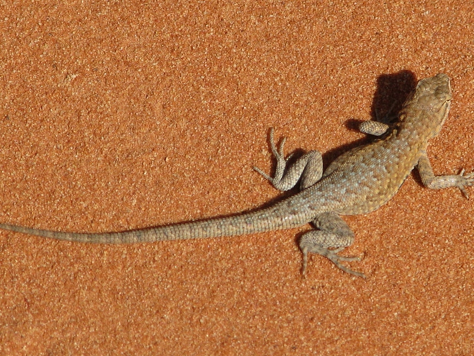 Scenery lizard desert