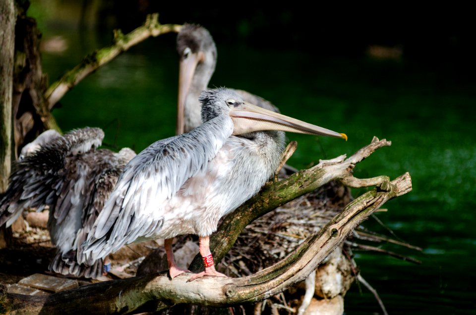 Pink-backed Pelican