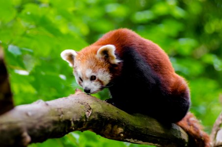 Red Panda photo