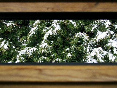 Snow On Branches Of Pine Trees photo