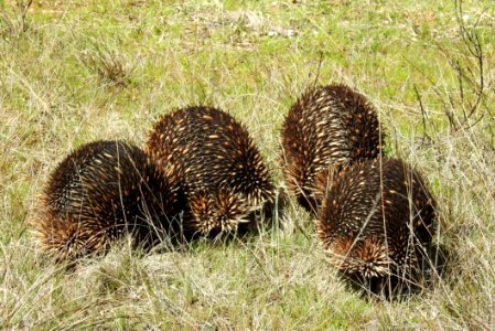 Echidnas On The March