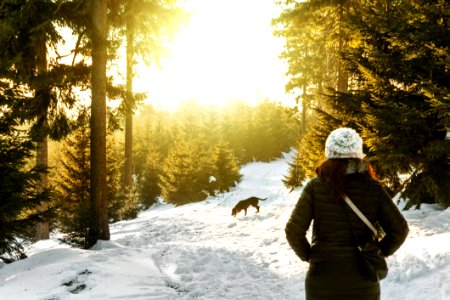 Rear View Of Woman In Snow Covered Forest