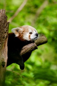 Red Panda photo