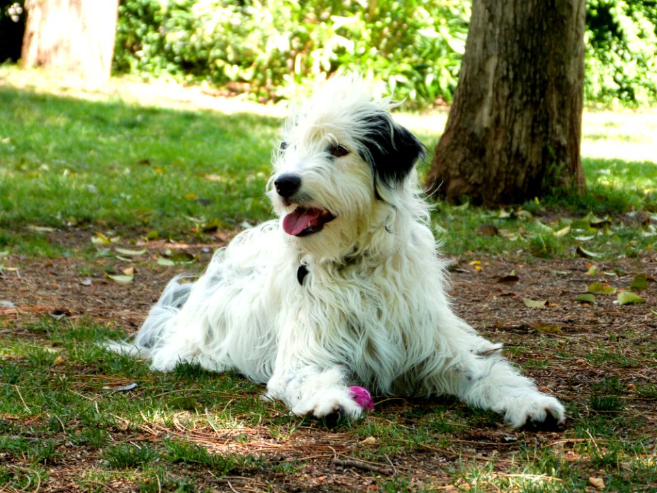 Dogpark Friend Mali
