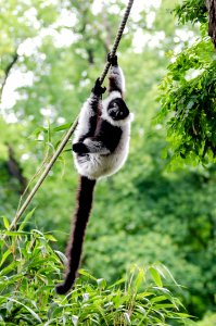 Black-and-white Ruffed Lemur