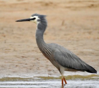 White-faced Heron