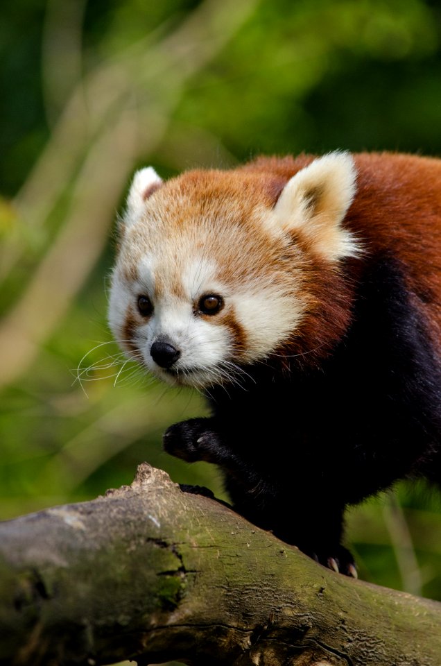 Red Panda