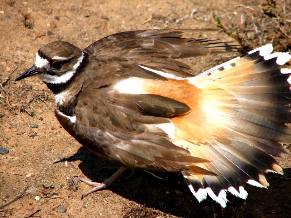 Kildeer Protecting Its Eggs