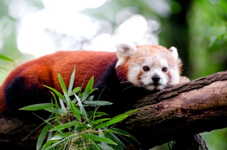 Red Panda photo