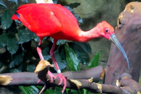 Scarlet Ibis photo