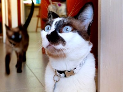 Did I Hear Dinner Time