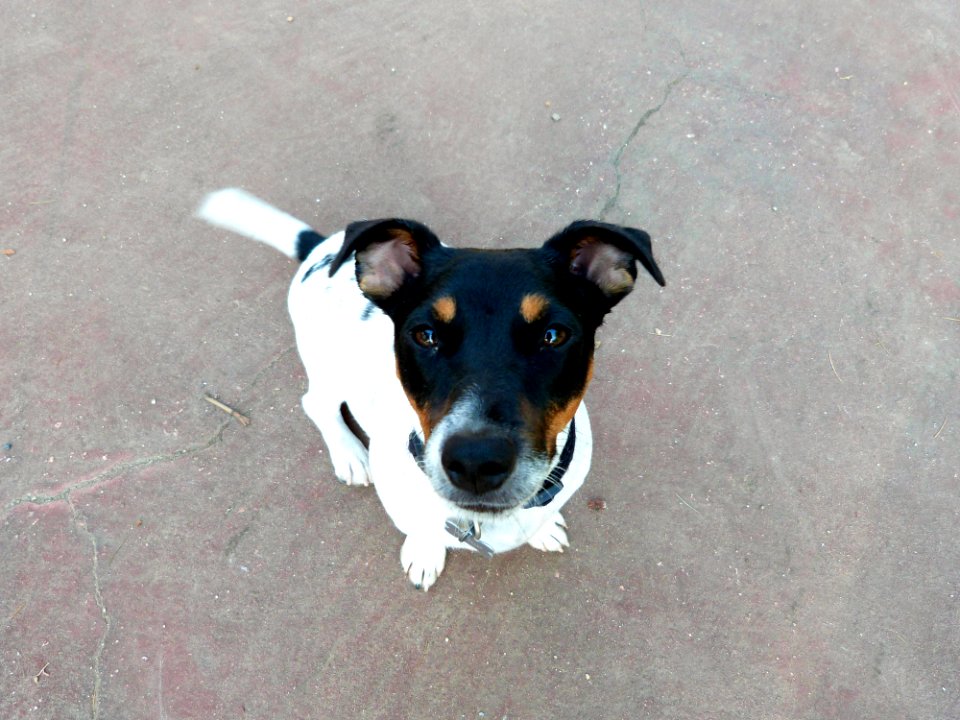 Dog Park Friend Muesli