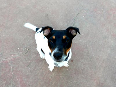 Dog Park Friend Muesli