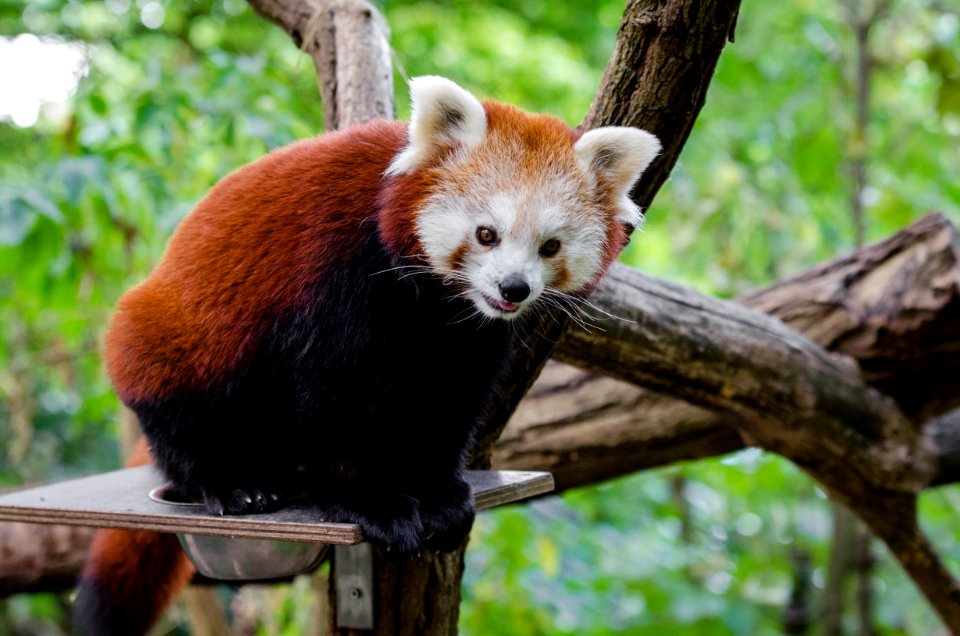 Red Panda photo