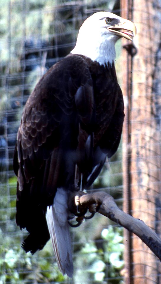 Bald Eagle
