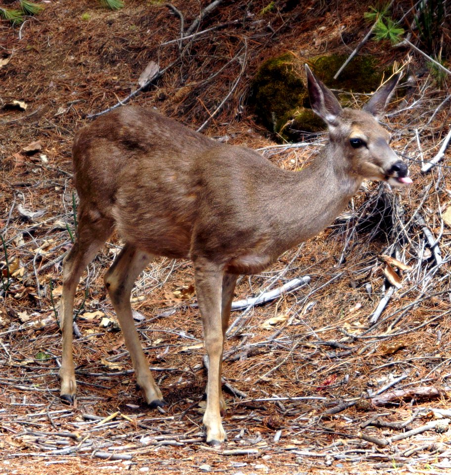 Deer Organism Fawn Terrestrial Animal