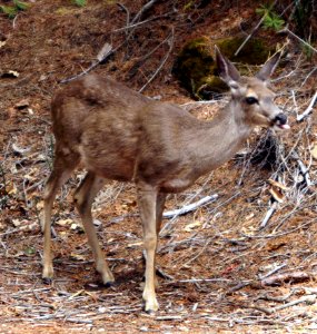 Deer Organism Fawn Terrestrial Animal photo