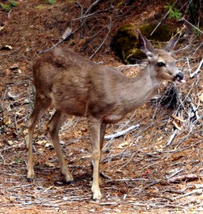 Deer Organism Fawn Terrestrial Animal