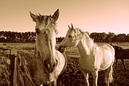 PUBLIC DOMAIN DEDICATION - Pixabay-Pexels Digionbew 15 12-08-16 Two Horses At The Fence LOW RES DSC09027 photo