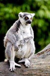 Lemur in Duisburg Zoo
