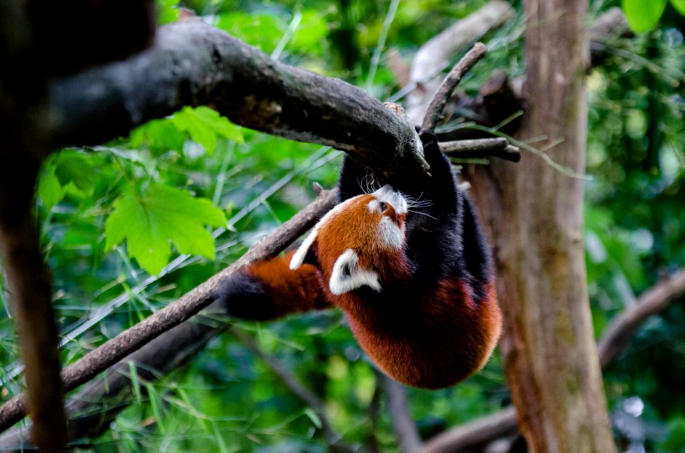 Red Panda photo