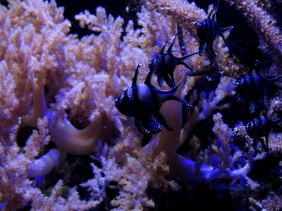 Apogon De Kaudern Ou Poisson-cardinal De Banggai (Pterapogon Kauderni)