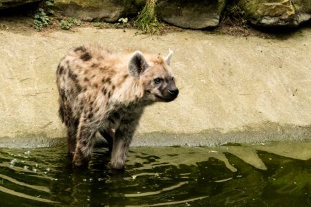Gevelkte Hyena P1750347 photo