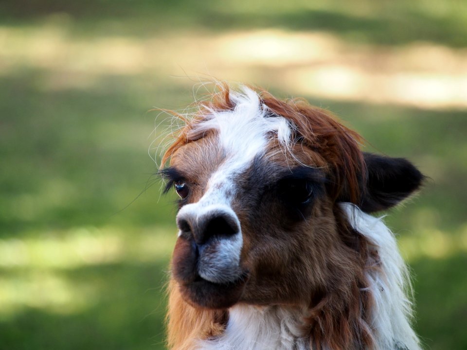 Alpaca Contemplating Life