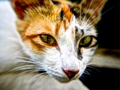 Portrait Of Calico Cat